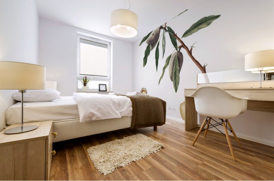 Almond Guscio tenero from Pomona Italiana 1817 - 1839 by Giorgio Gallesio 1772-1839.  Mural print