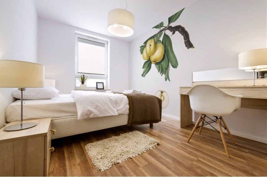 Hawthorn Crataegus poliossea sterilis from Pomona Italiana 1817 - 1839 by Giorgio Gallesio 1772-1839.  Mural print