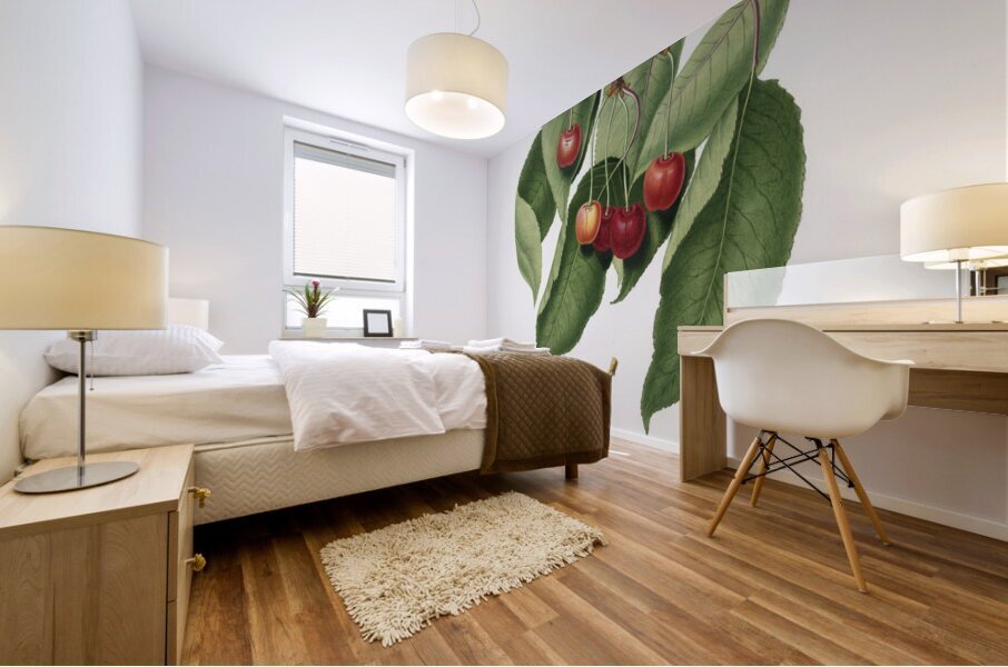 Cherry Cerasus cordiformis duracina from Pomona Italiana 1817 - 1839 by Giorgio Gallesio 1772-1839.  Mural print