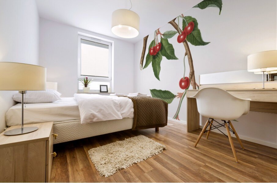 Cherry Ciliegio visciolino from Pomona Italiana 1817 - 1839 by Giorgio Gallesio 1772-1839.  Mural print