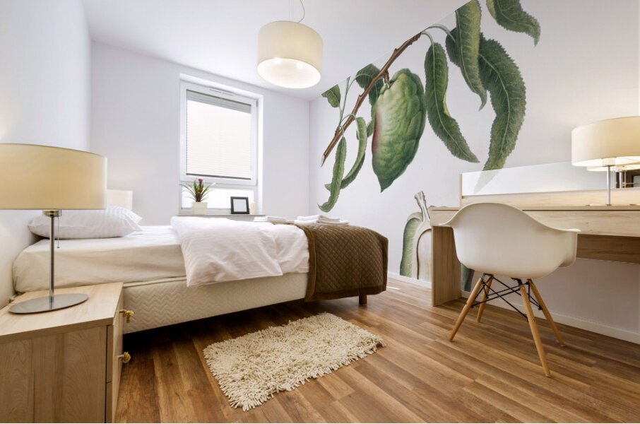 Almond Communis naxea from Pomona Italiana 1817 - 1839 by Giorgio Gallesio 1772-1839.  Mural print