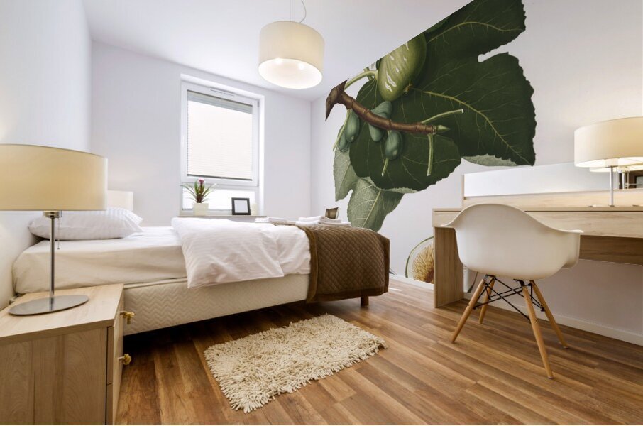 Common Fig Ficus carica sativa from Pomona Italiana 1817 - 1839 by Giorgio Gallesio 1772-1839.  Mural print