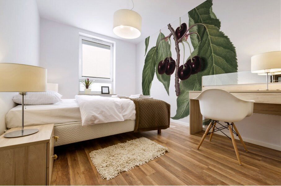 Hard-fleshed Cherry Cerasus Duracina from Pomona Italiana 1817 - 1839 by Giorgio Gallesio 1772-1839.  Mural print