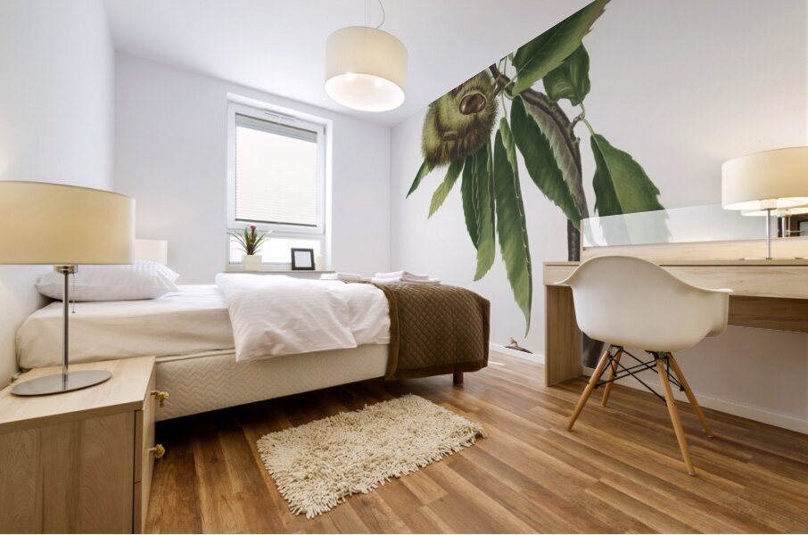 Spanish Chestnut Castanea sativa from Pomona Italiana 1817 - 1839 by Giorgio Gallesio 1772-1839.  Mural print