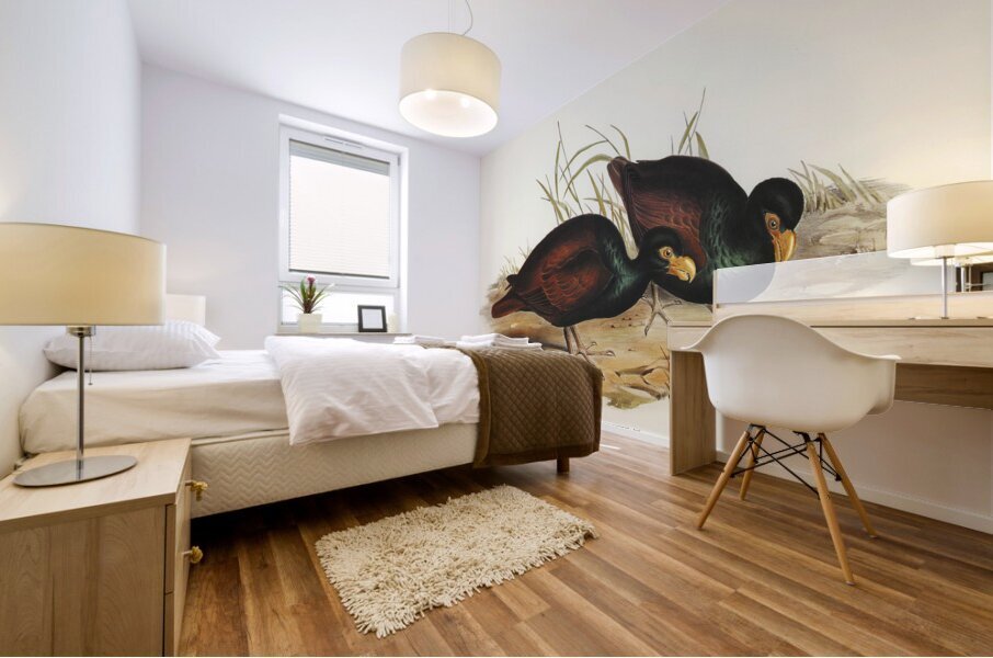 Gnathodon Gnathodon strigirostris illustrated by Elizabeth Gould 1804–1841 for John Gould’s 1804-1881 Birds of Australia  Mural print