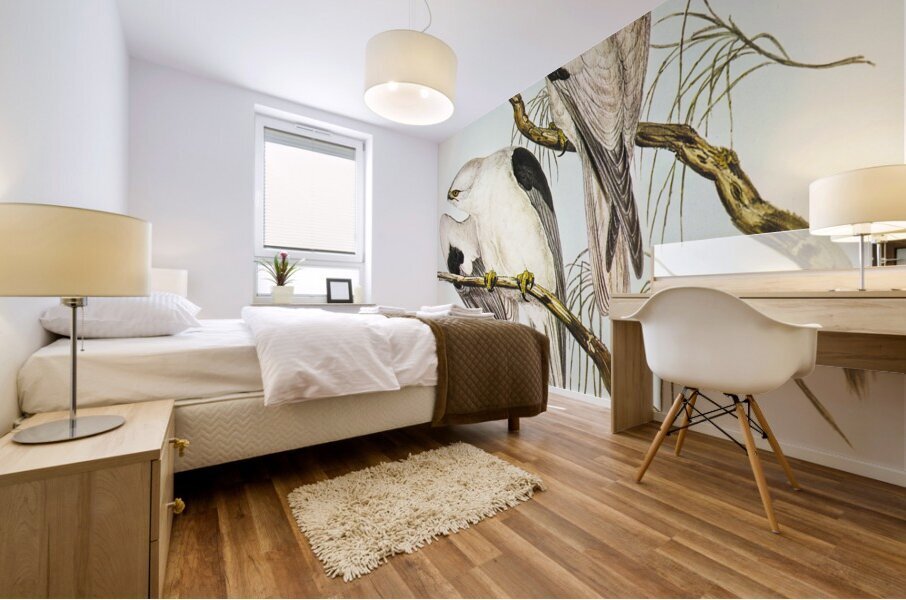 Square-tailed Kite Milvus insures illustrated by Elizabeth Gould 1804–1841 for John Gould’s 1804-1881 Birds of Australia  Mural print