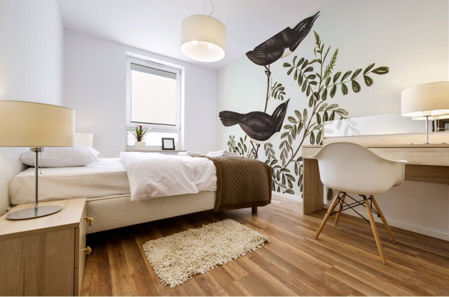 Black Fantailed Flycatcher Rhipidura Motacilloides illustrated by Elizabeth Gould 1804–1841 for John Gould’s 1804-1881 Birds of Australia  Mural print