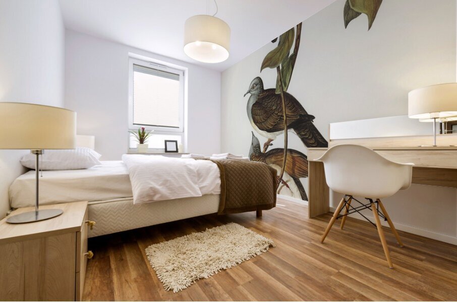 Barred-shouldered Ground Dove Geopelia humeralis illustrated by Elizabeth Gould 1804–1841 for John Gould’s 1804-1881 Birds of Australia  Mural print