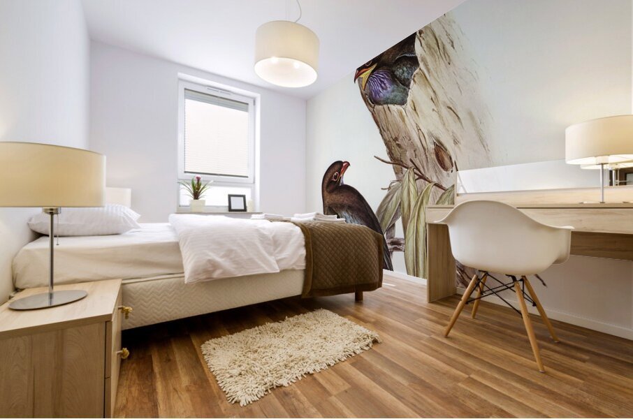 Australian Roller Eurystomus Australis illustrated by Elizabeth Gould 1804–1841 for John Gould’s 1804-1881 Birds of Australia  Mural print