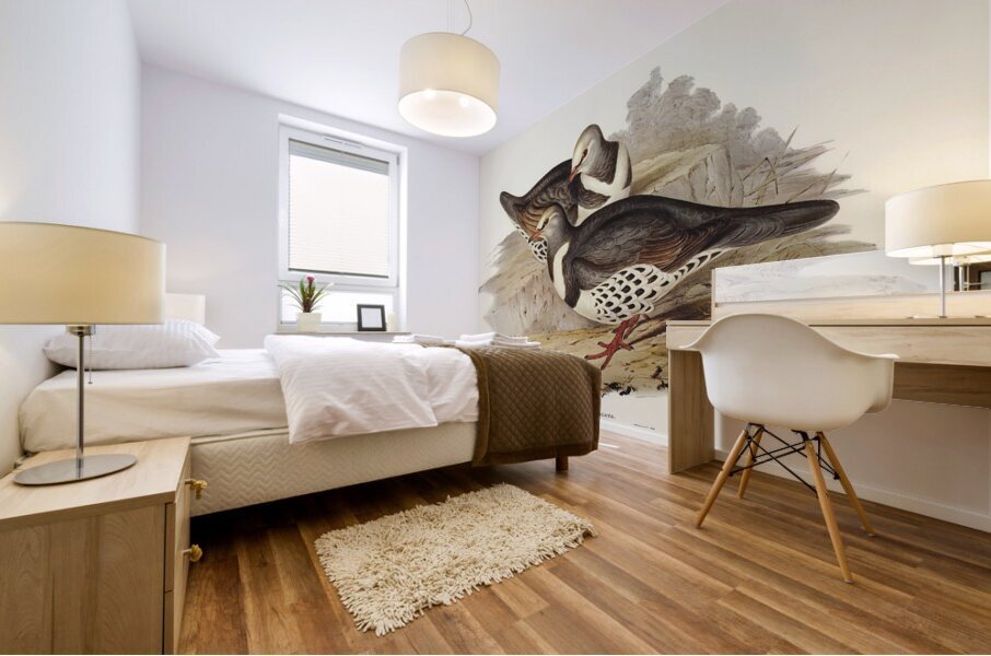 Wonga-wonga Pigeon Leucosarcia picata illustrated by Elizabeth Gould 1804–1841 for John Gould’s 1804-1881 Birds of Australia  Mural print