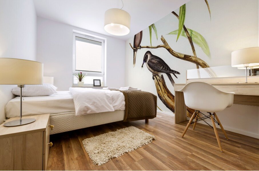 Masked Wood Swallow Artamus personates Gould illustrated by Elizabeth Gould 1804–1841 for John Gould’s 1804-1881 Birds of Australia  Mural print