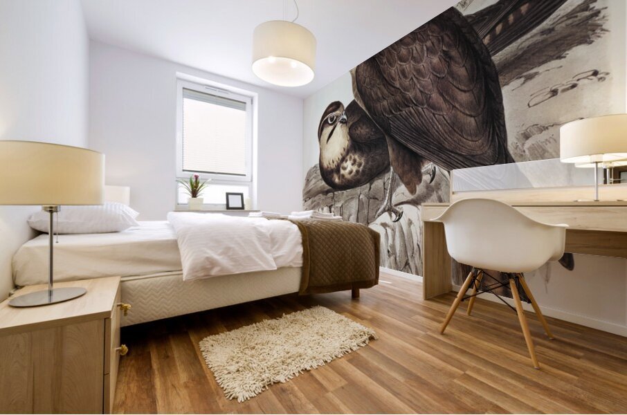 Brown Hawk Ieracidea Berigora illustrated by Elizabeth Gould 1804–1841 for John Gould’s 1804-1881 Birds of Australia  Mural print