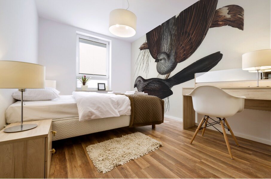 Grey Struthidea Struthidea cinerea illustrated by Elizabeth Gould 1804–1841 for John Gould’s 1804-1881 Birds of Australia  Mural print