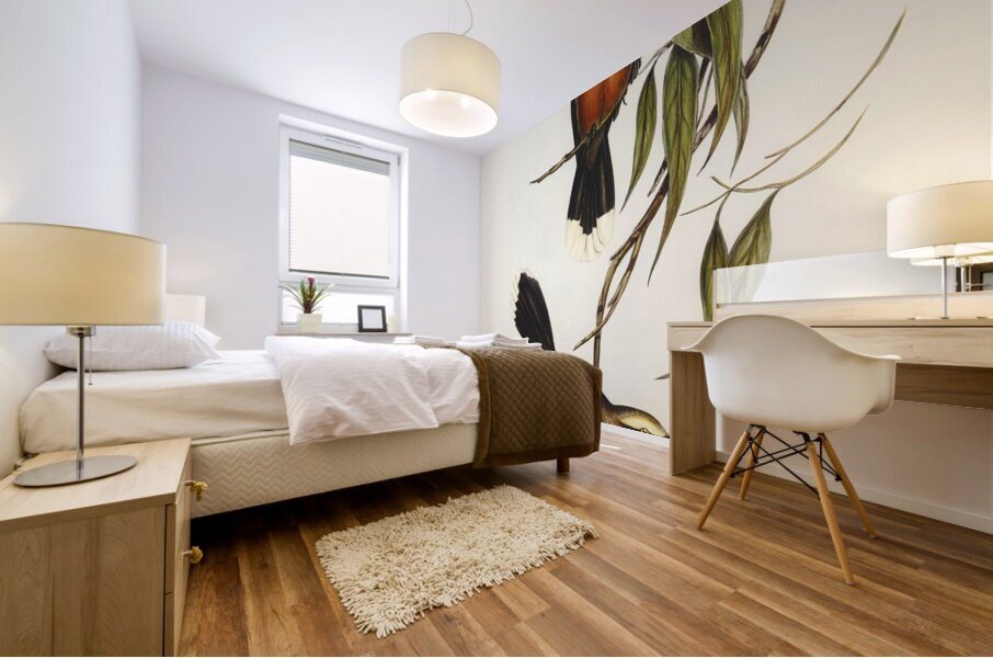 Red-breasted Pomatorhinus Pomatorhinus rubeculus illustrated by Elizabeth Gould 1804–1841 for John Gould’s 1804-1881 Birds of Australia  Impression murale