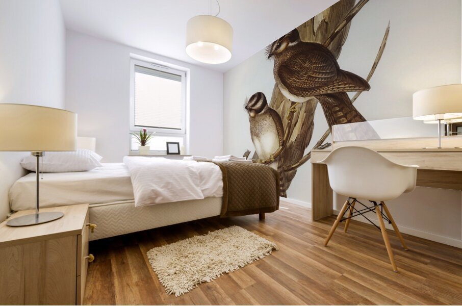 White-bellied Owlet Nightjar Aegotheles leucogaster Gould illustrated by Elizabeth Gould 1804–1841 for John Gould’s 1804-1881 Birds of Australia  Mural print