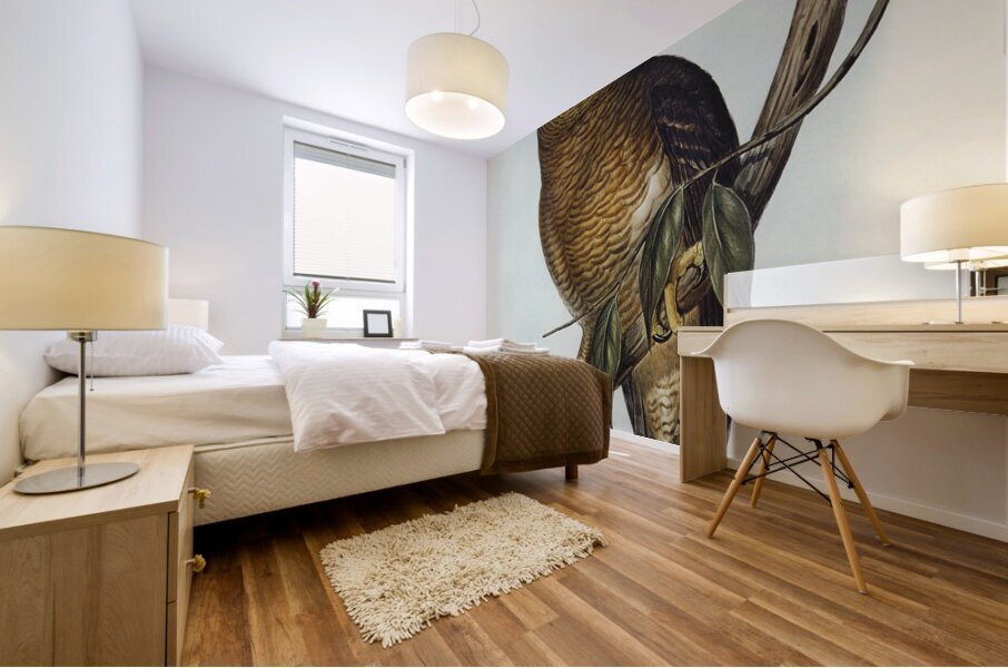 Rufous Owl Athene rufa illustrated by Elizabeth Gould 1804–1841 for John Gould’s 1804-1881 Birds of Australia  Mural print