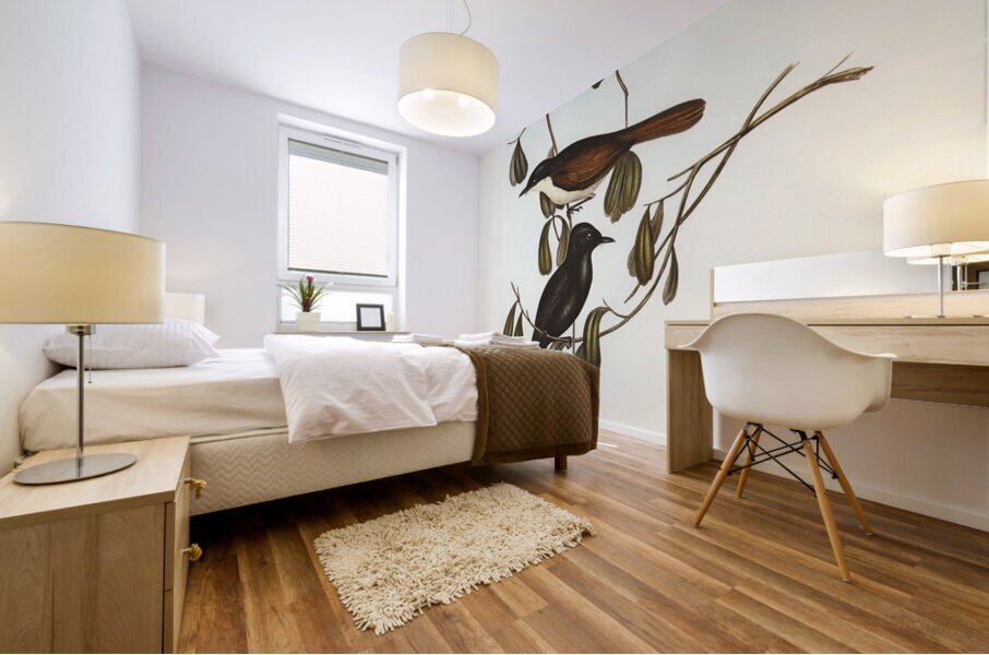 Grey-tailed Pachycephala Pachycephala glaucura illustrated by Elizabeth Gould 1804–1841 for John Gould’s 1804-1881 Birds of Australia  Mural print