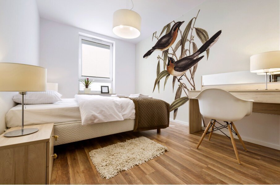 Black-fronted Flycatcher Monarcha trivirgata illustrated by Elizabeth Gould 1804–1841 for John Gould’s 1804-1881 Birds of Australia  Mural print