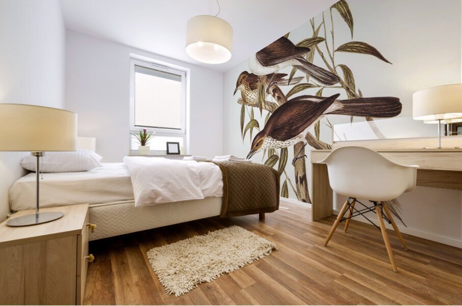 Selby’s Colluricincla Colluricincla Selbii illustrated by Elizabeth Gould 1804–1841 for John Gould’s 1804-1881 Birds of Australia  Impression murale