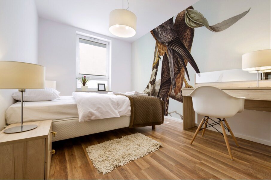 Falcon illustrated by Elizabeth Gould 1804–1841 for John Gould’s 1804-1881 Birds of Australia  Mural print