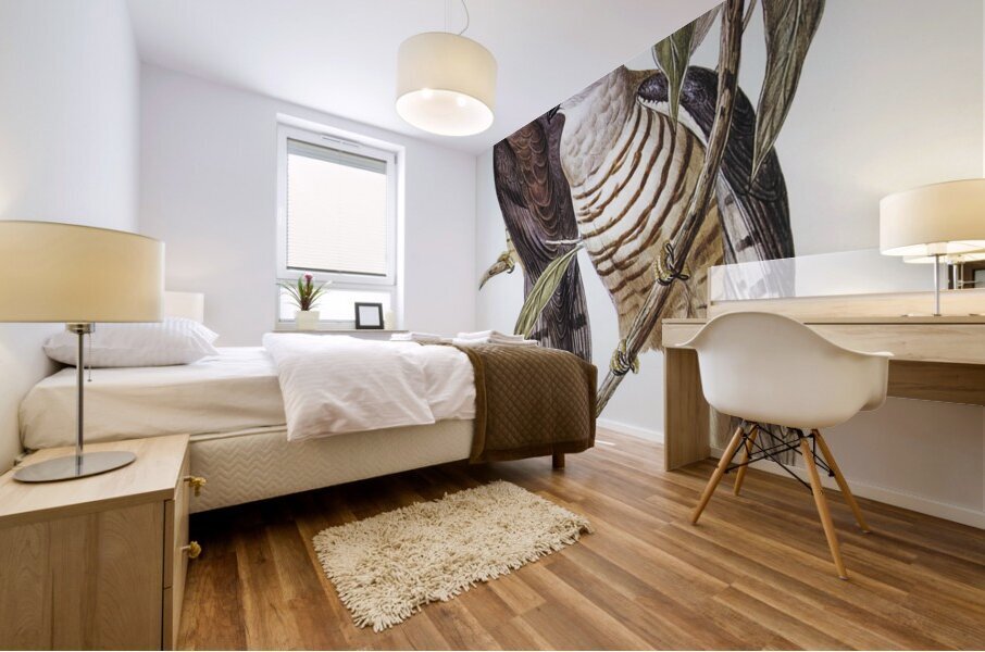 Crested Hawk Lepidogenys subcristatus illustrated by Elizabeth Gould 1804–1841 for John Gould’s 1804-1881 Birds of Australia  Mural print