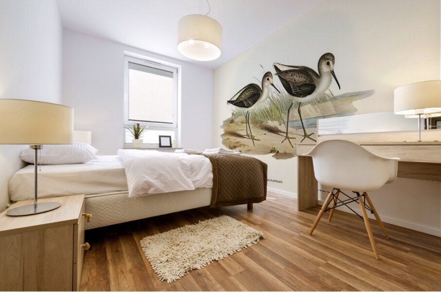 Marsh Sandpiper Totanus stagnatilis illustrated by Elizabeth Gould 1804–1841 for John Gould’s 1804-1881 Birds of Australia  Mural print