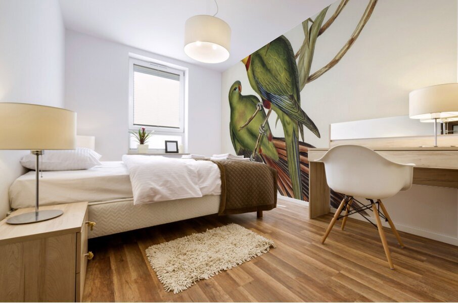 Black-tailed Parakeet Polytelis melanura illustrated by Elizabeth Gould 1804–1841 for John Gould’s 1804-1881 Birds of Australia  Impression murale