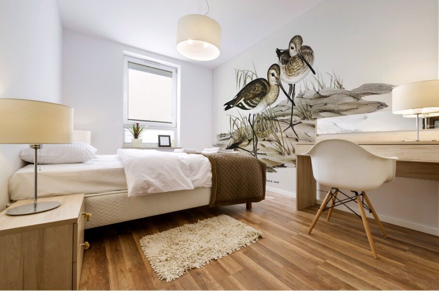 Black-tailed Godwit Limosa Melanuroides illustrated by Elizabeth Gould 1804–1841 for John Gould’s 1804-1881 Birds of Australia  Mural print