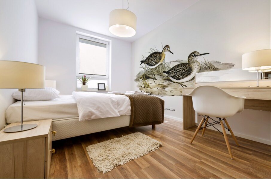 Australian Tringa Schoeniclus Australis illustrated by Elizabeth Gould 1804–1841 for John Gould’s 1804-1881 Birds of Australia  Mural print