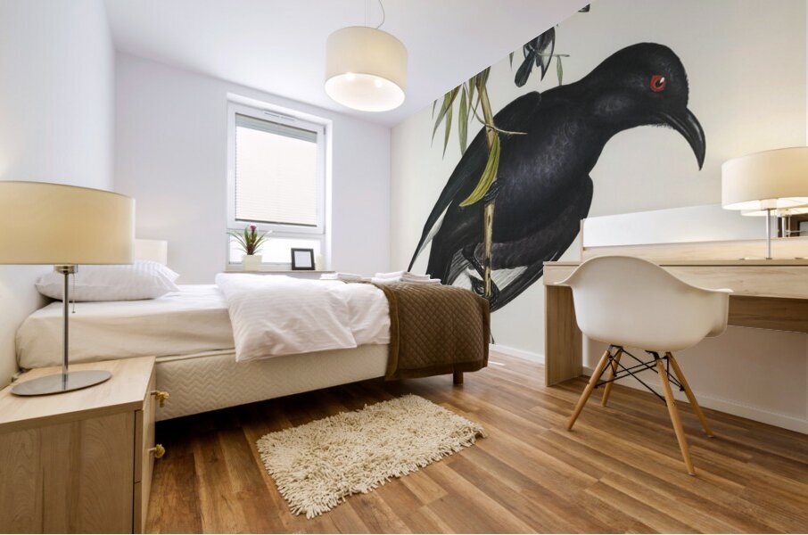 White-winged Chough Corcorax leucopterus illustrated by Elizabeth Gould 1804–1841 for John Gould’s 1804-1881 Birds of Australia  Mural print