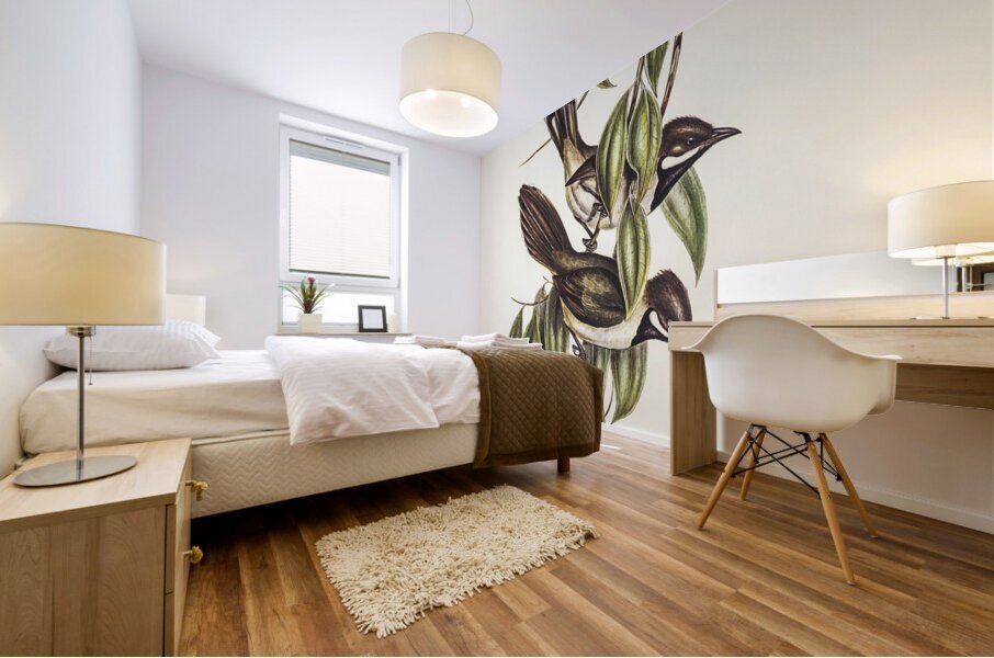 Black-throated Psophodes Psophodes nigrogularis illustrated by Elizabeth Gould 1804–1841 for John Gould’s 1804-1881 Birds of Australia  Mural print