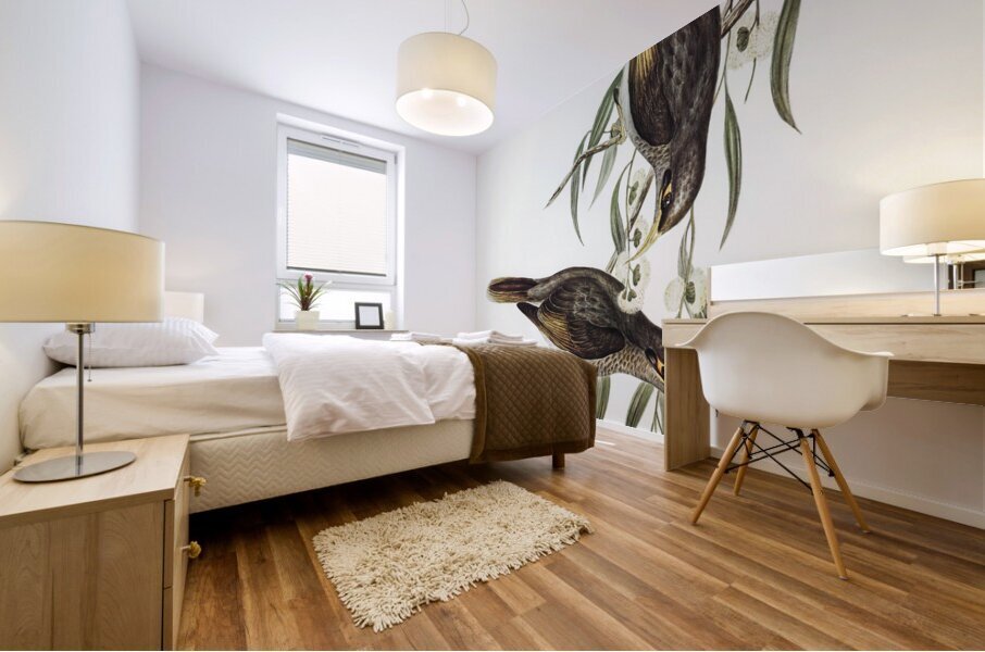 Black-throated Psophodes Psophodes nigrogularis illustrated by Elizabeth Gould 1804–1841 for John Gould’s 1804-1881 Birds of Australia  Mural print