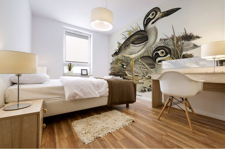 Large-billed Plover Esacus magnirostris illustrated by Elizabeth Gould 1804–1841 for John Gould’s 1804-1881 Birds of Australia  Mural print