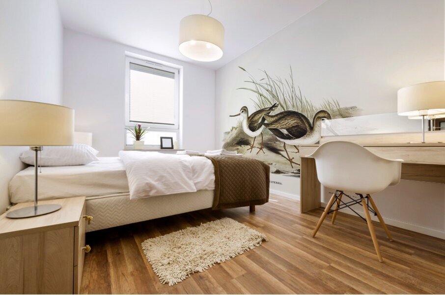 Terek Godwit Terekia cinerea illustrated by Elizabeth Gould 1804–1841 for John Gould’s 1804-1881 Birds of Australia  Mural print