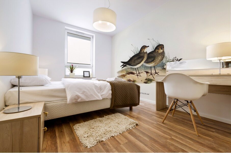 Oriental Pratincole Glareola Orientalis illustrated by Elizabeth Gould 1804–1841 for John Gould’s 1804-1881 Birds of Australia  Mural print