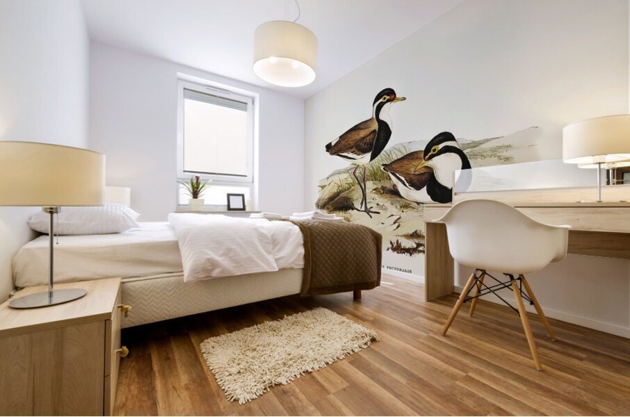 Black-breasted Pewit Sarciophorus pectoralis illustrated by Elizabeth Gould 1804–1841 for John Gould’s 1804-1881 Birds of Australia  Mural print