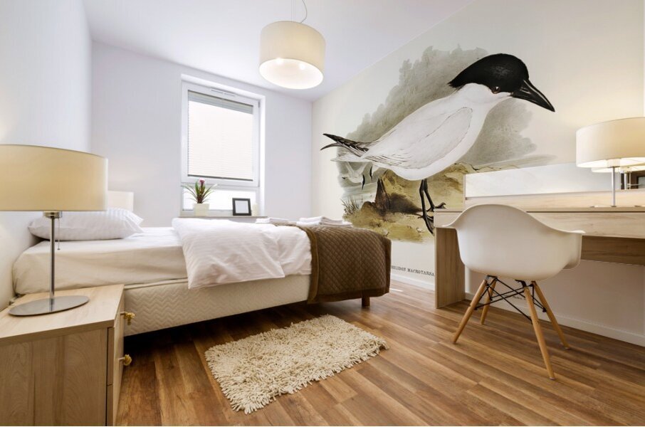 Great-footed Tern Gelochelidon macrotarsa illustrated by Elizabeth Gould 1804–1841 for John Gould’s 1804-1881 Birds of Australia  Mural print