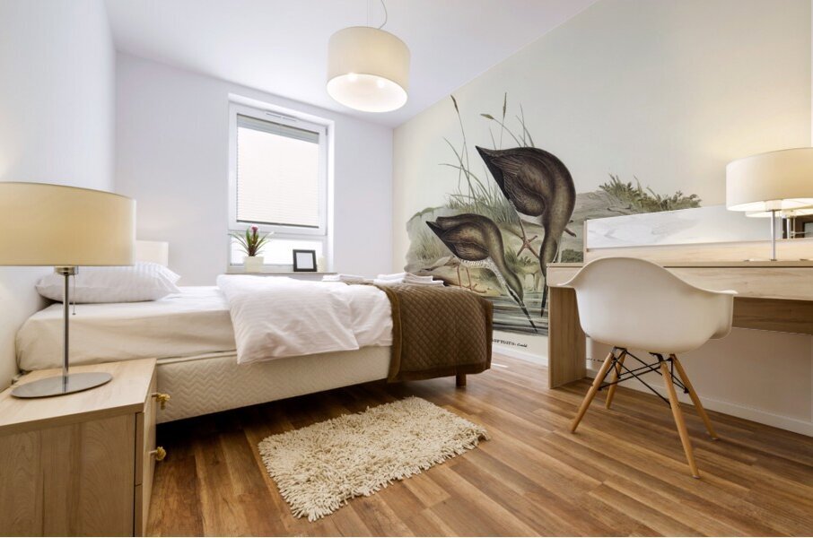 Grey-rumped Sandpaper Totanus griseopygius illustrated by Elizabeth Gould 1804–1841 for John Gould’s 1804-1881 Birds of Australia  Mural print