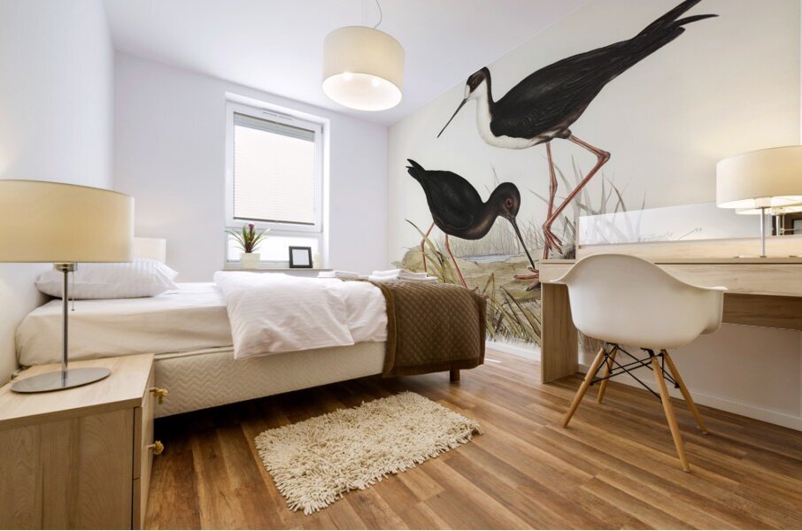 New Zealand Stilt Himantopus Novae-Zelandiae illustrated by Elizabeth Gould 1804–1841 for John Gould’s 1804-1881 Birds of Australia  Mural print