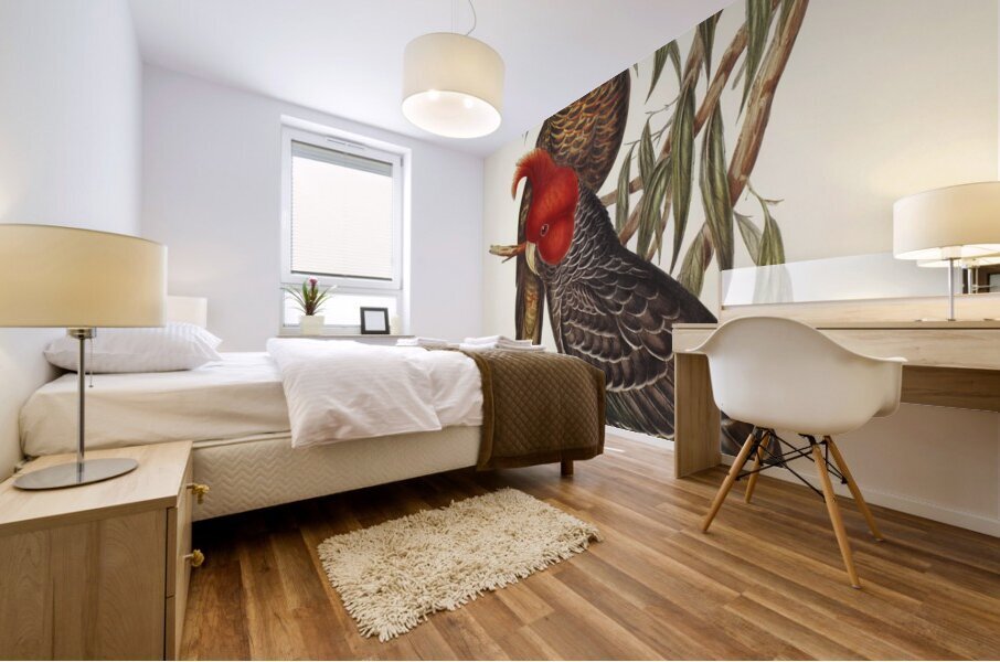 Gang-gang Cockatoo Callocephalon galeatum illustrated by Elizabeth Gould 1804–1841 for John Gould’s 1804-1881 Birds of Australia  Mural print