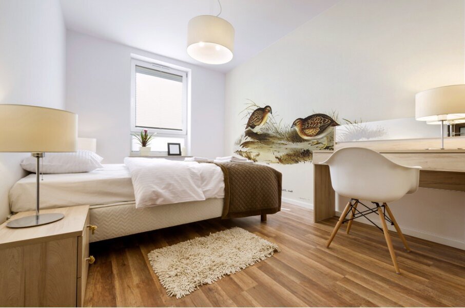 Swift-flying Hemipode Hemipodius velox illustrated by Elizabeth Gould 1804–1841 for John Gould’s 1804-1881 Birds of Australia  Mural print