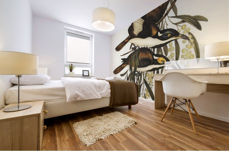 White-pinioned Honey-eater Entomyza albipennis illustrated by Elizabeth Gould 1804–1841 for John Gould’s 1804-1881 Birds of Australia  Mural print