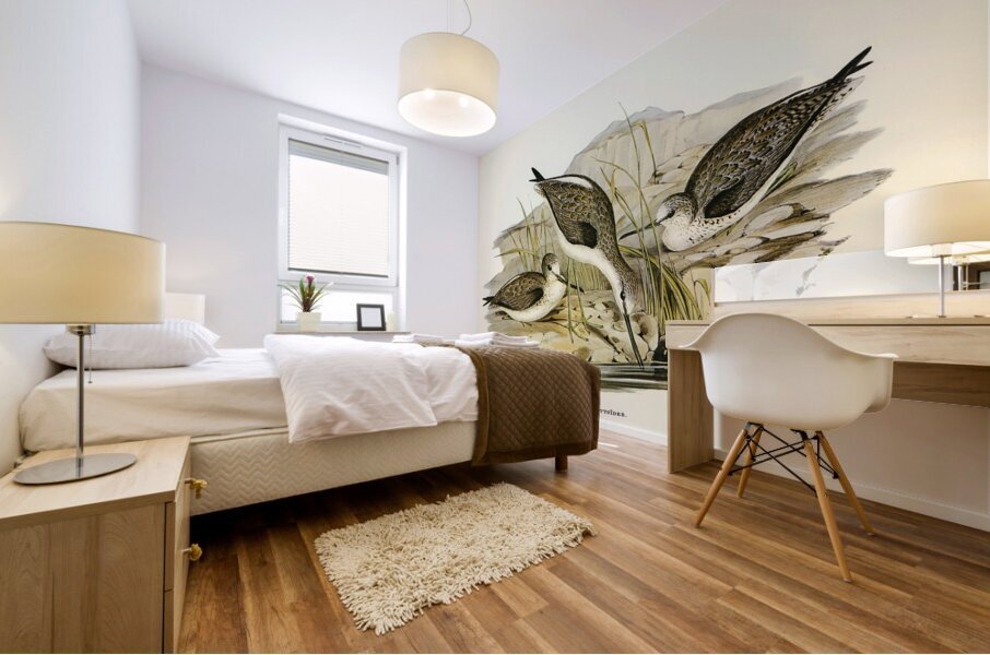 Australian Greenshank Glottis Glottoides illustrated by Elizabeth Gould 1804–1841 for John Gould’s 1804-1881 Birds of Australia  Mural print