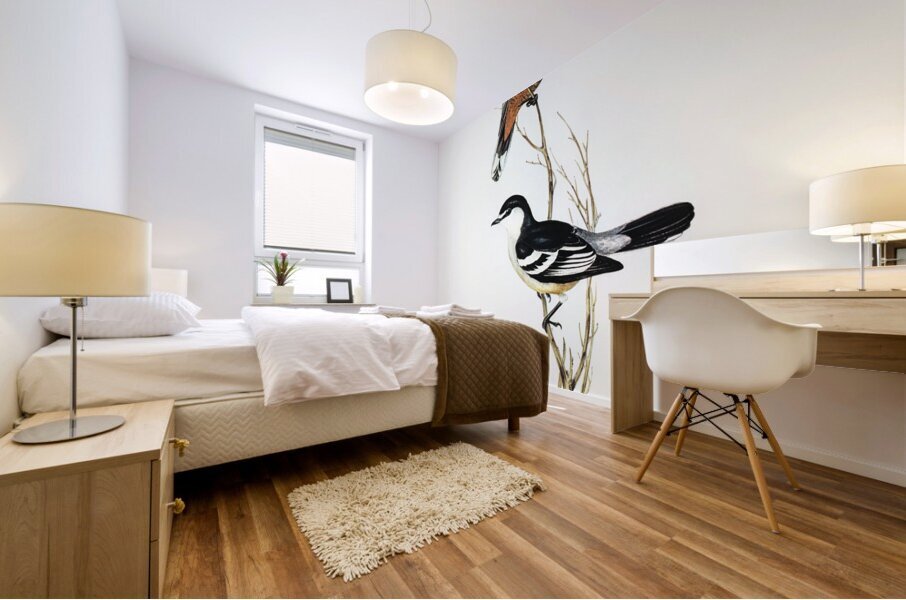 Black and White cuckooshrike Campephaga leucomela illustrated by Elizabeth Gould 1804–1841 for John Gould’s 1804-1881 Birds of Australia  Mural print