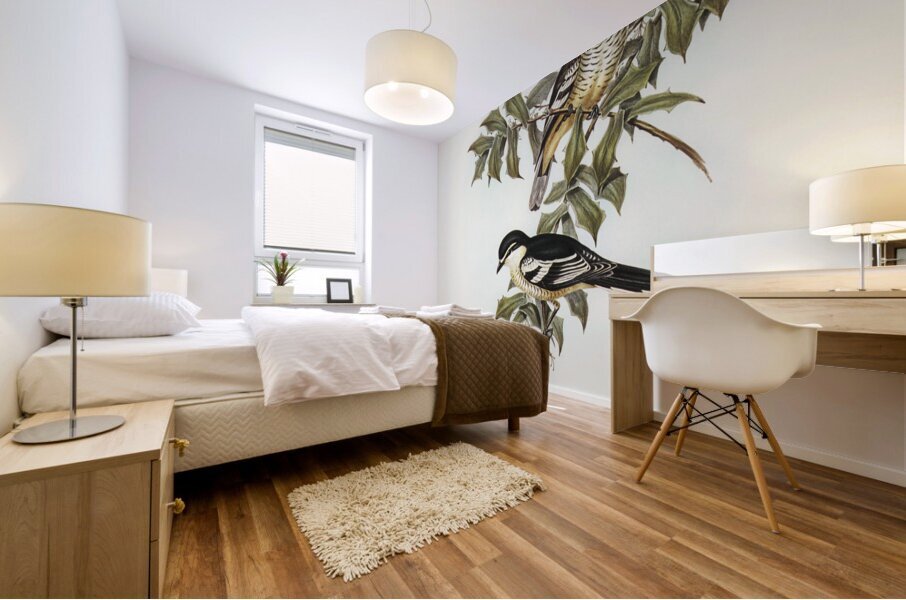 Northern cuckooshrike Campephaga Karu illustrated by Elizabeth Gould 1804–1841 for John Gould’s 1804-1881 Birds of Australia  Mural print