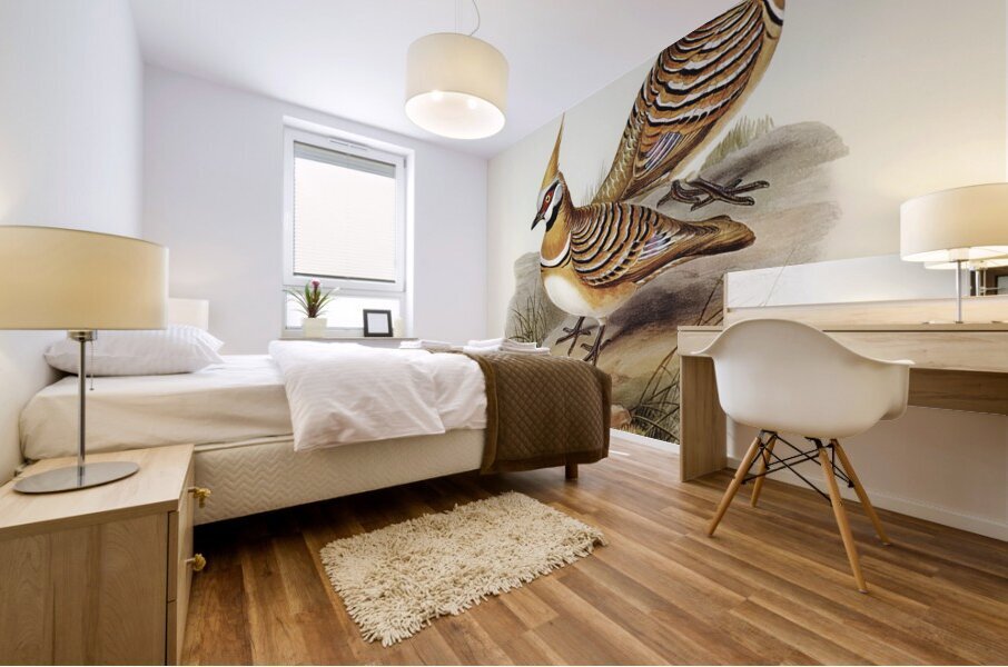 White-bellied Bronzewing Lophophaps leucogaster illustrated by Elizabeth Gould 1804–1841 for John Gould’s 1804-1881 Birds of Australia  Mural print