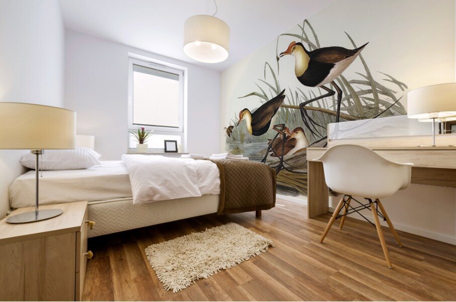 Gallinaceous Parra Parra gallinacea illustrated by Elizabeth Gould 1804–1841 for John Gould’s 1804-1881 Birds of Australia  Mural print