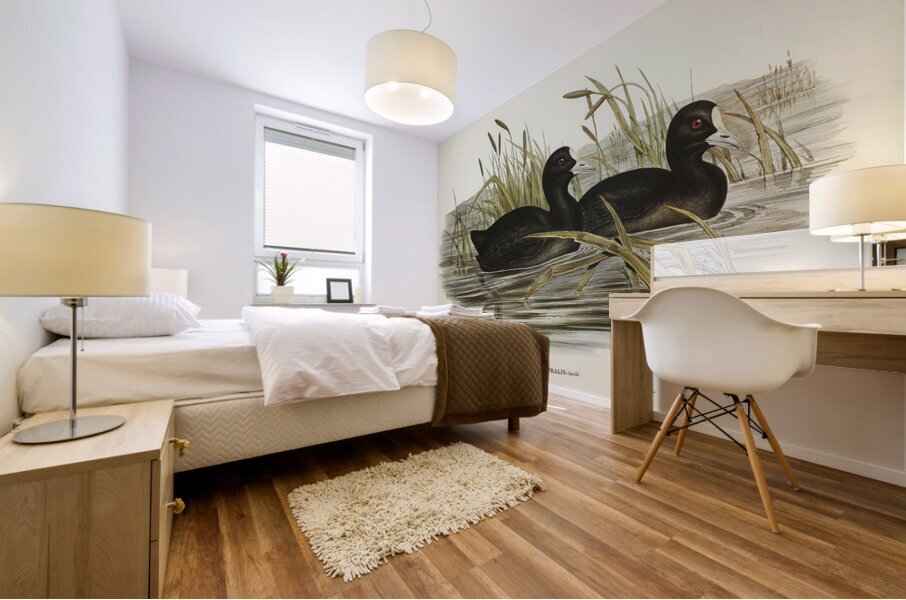 Australian Coot Fulica Australis illustrated by Elizabeth Gould 1804–1841 for John Gould’s 1804-1881 Birds of Australia  Mural print