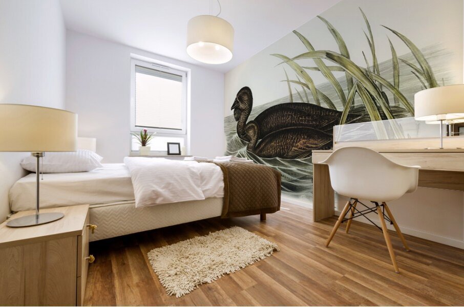 Musk Duck Biziura lobata illustrated by Elizabeth Gould 1804–1841 for John Gould’s 1804-1881 Birds of Australia  Mural print