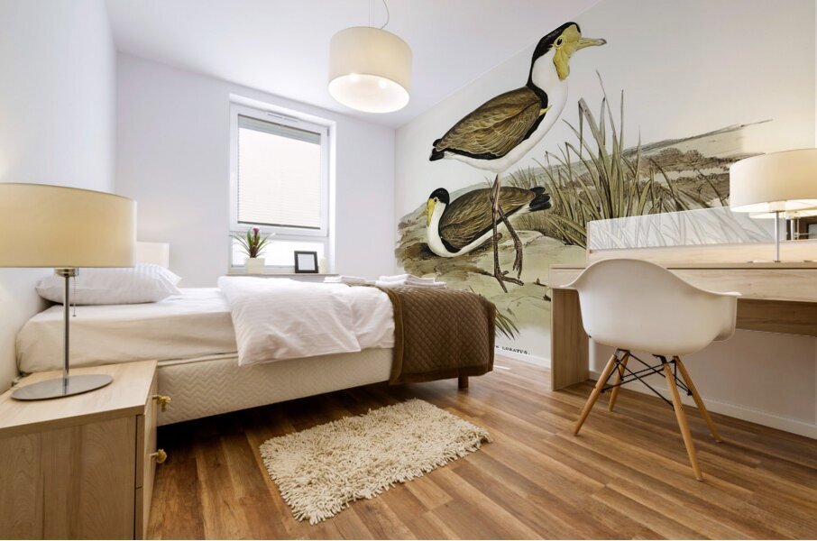 Wattle Pewit Lobivanellus lobatus illustrated by illustrated by Elizabeth Gould 1804–1841 for John Gould’s 1804-1881 Birds of Australia  Mural print